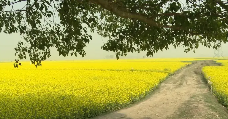 সরিষা চাষ করা হয়েছে